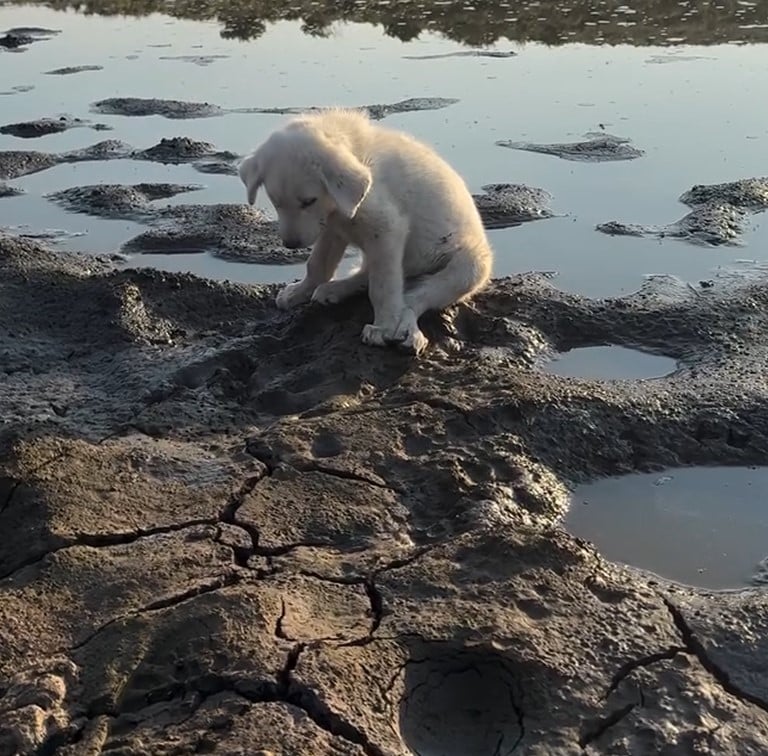 puppy sitting next to water