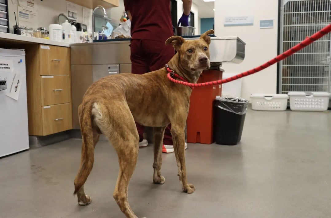 senior dog in vet station