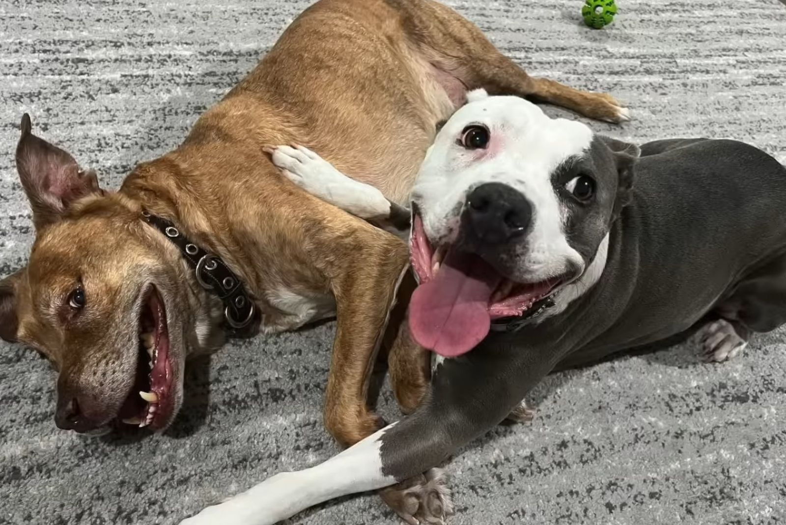 senior dog named leo playing with another dog