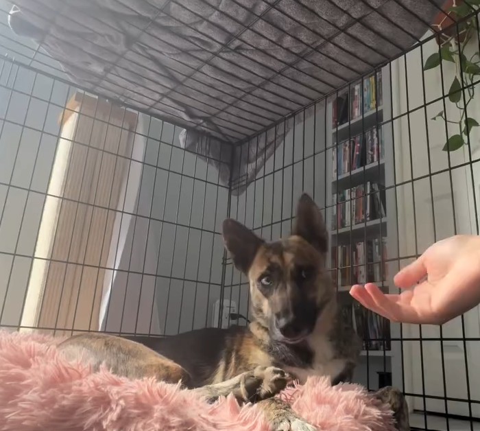 shy dog in cage looking at human hand