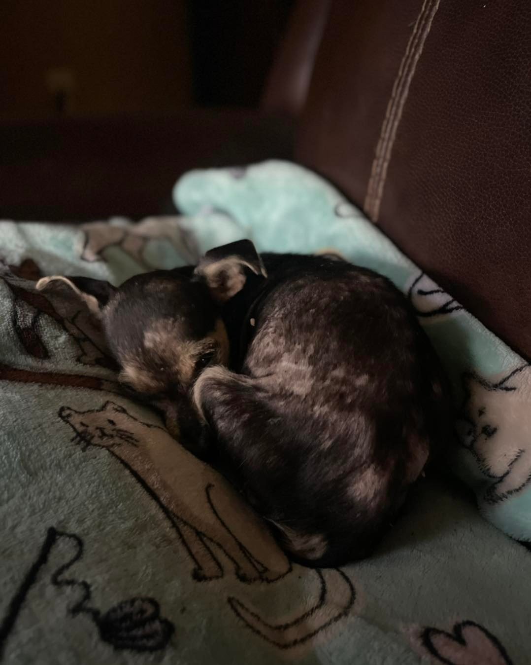 skinny black puppy sleeping