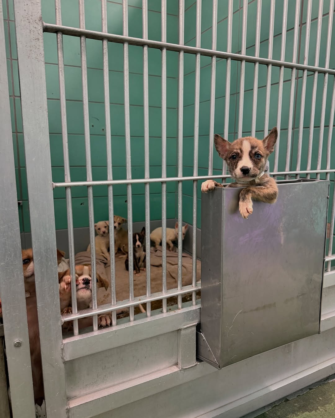 small puppies in the shelter