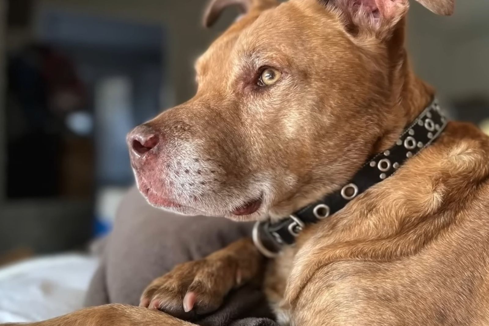 stray dog with a black collar