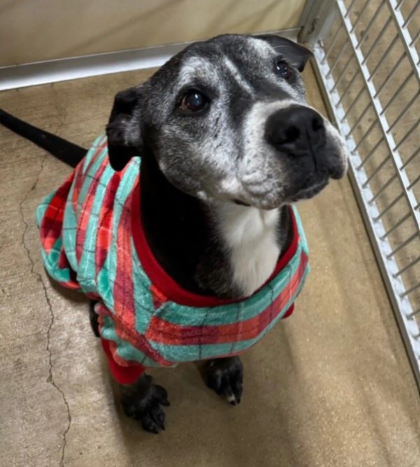 sweet black dog with clothes on