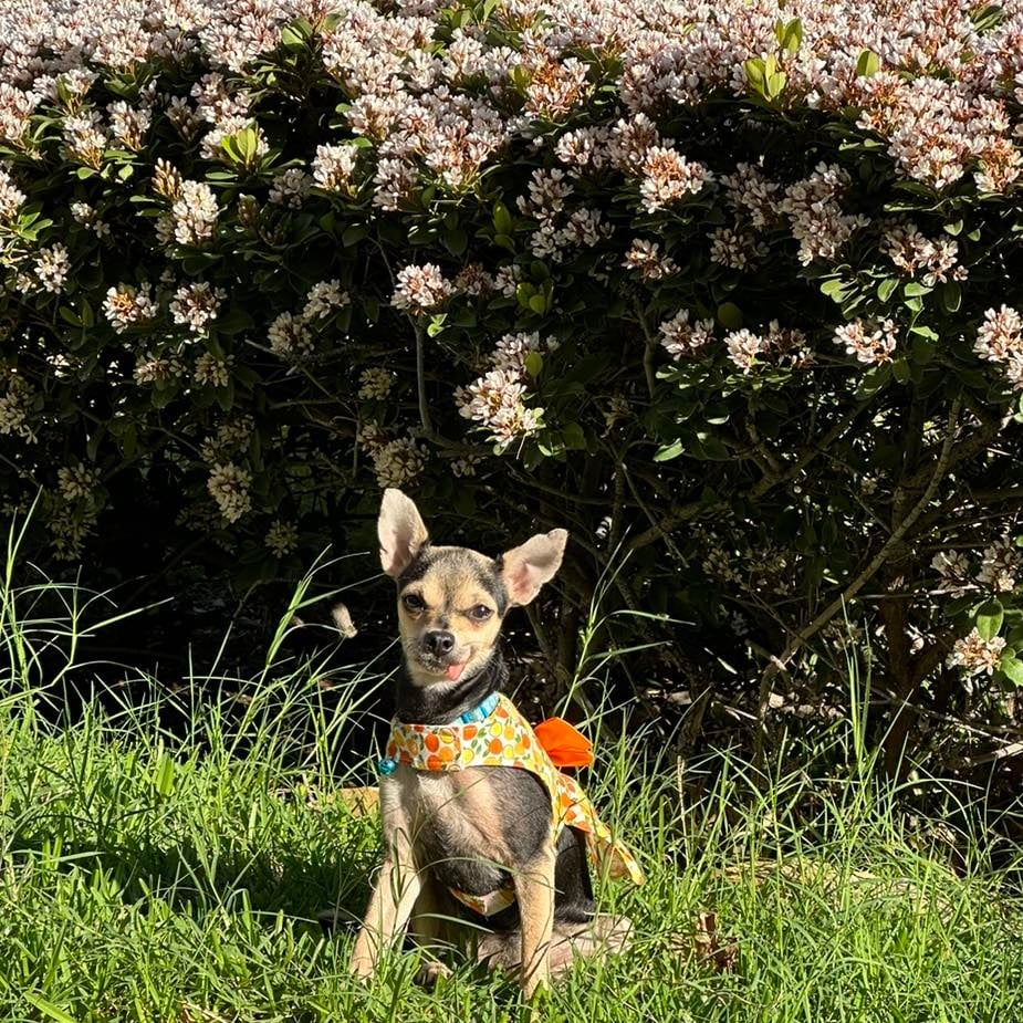 sweet dog posing for picture