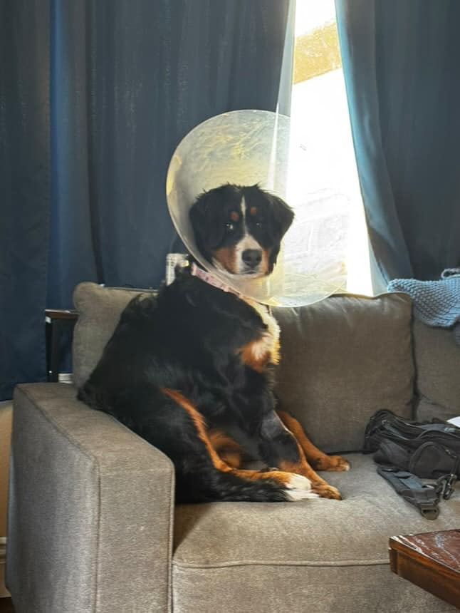 sweet dog sitting on a couch