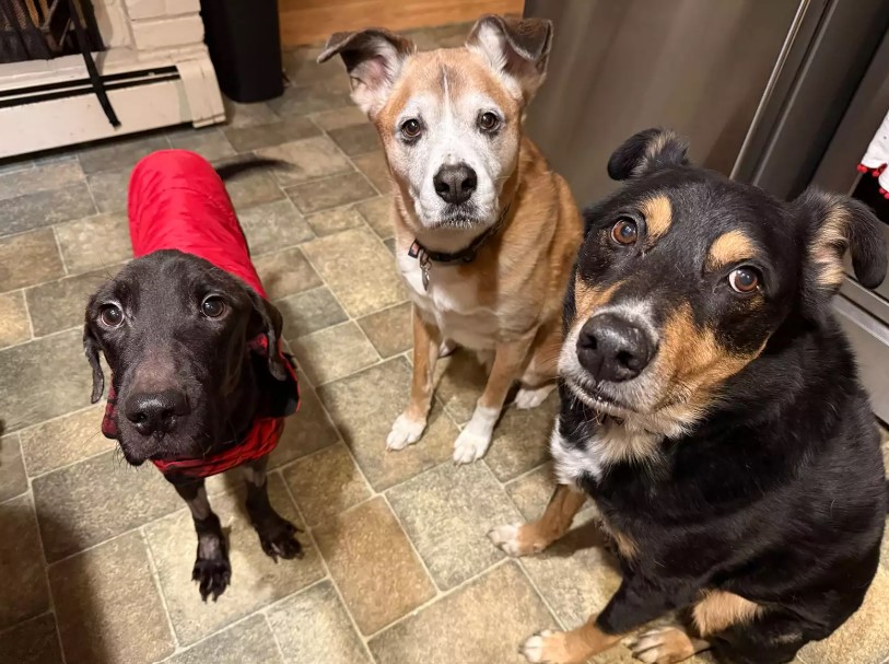 three cute dogs