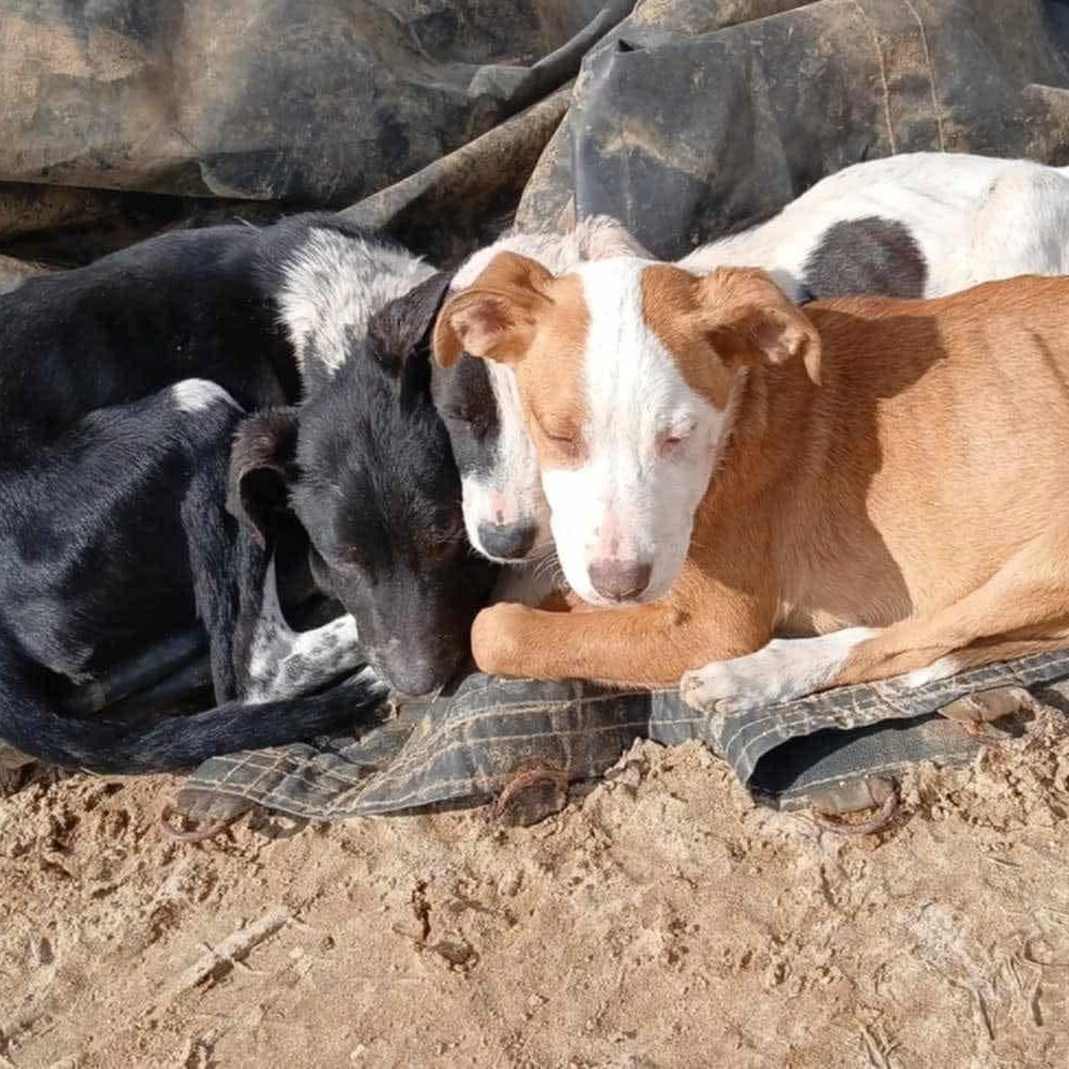 three stray dogs