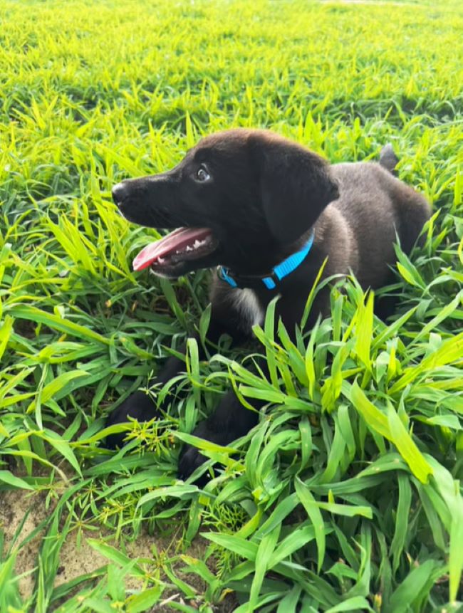 tiny black puppy in grass