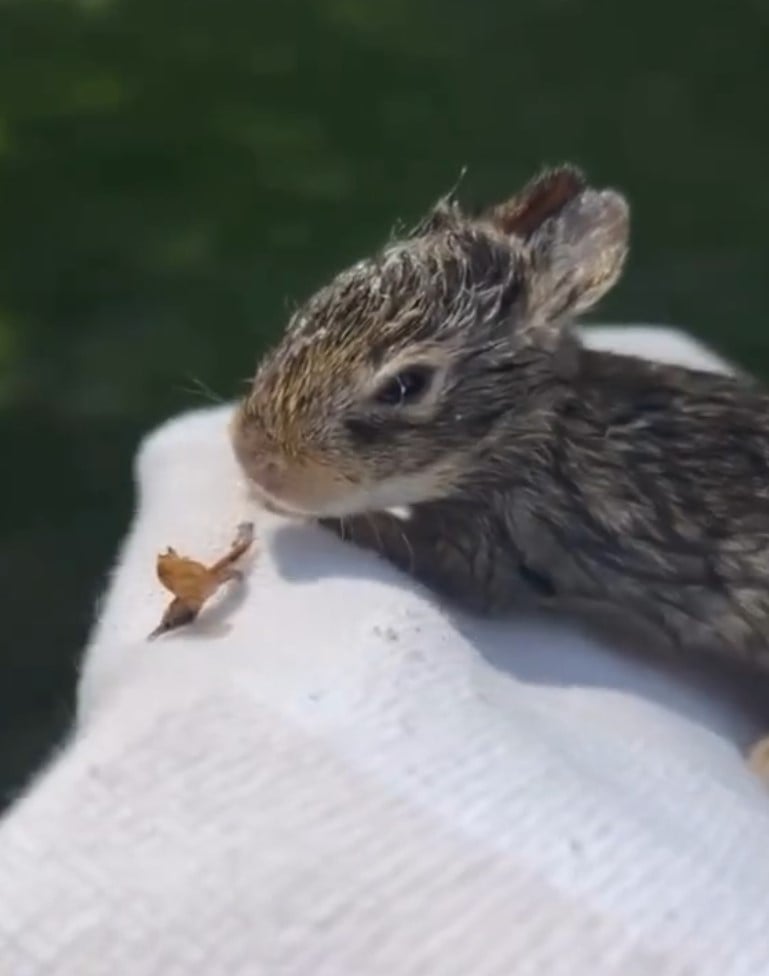 tiny bunny