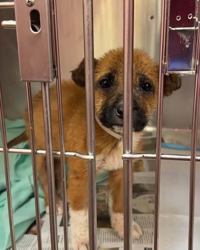 tiny dog in shelter