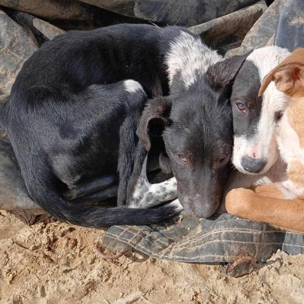 two abandoned dogs