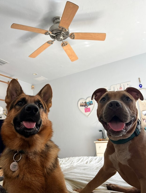 two beautiful dogs