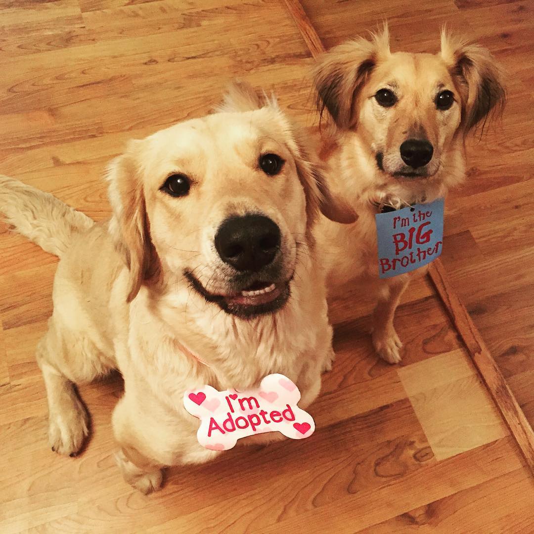 two cute brown dogs