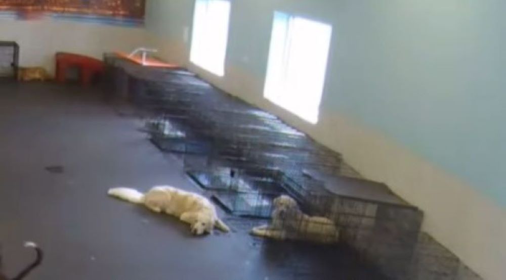 two dogs in daycare