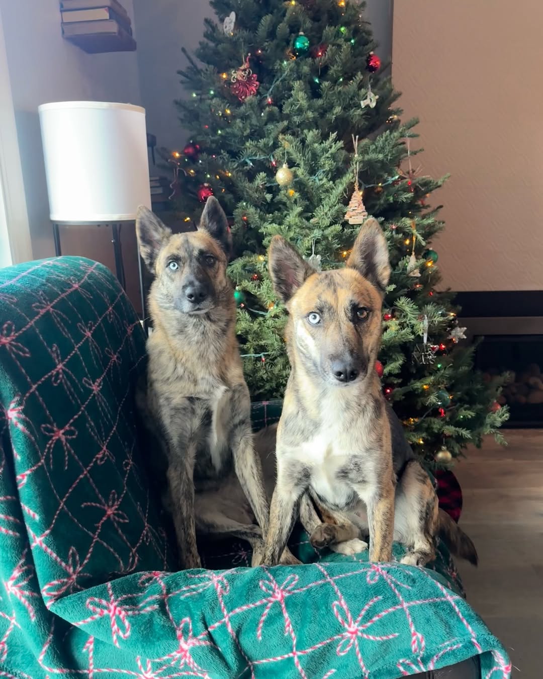 two dogs on couch with christmas tree behind