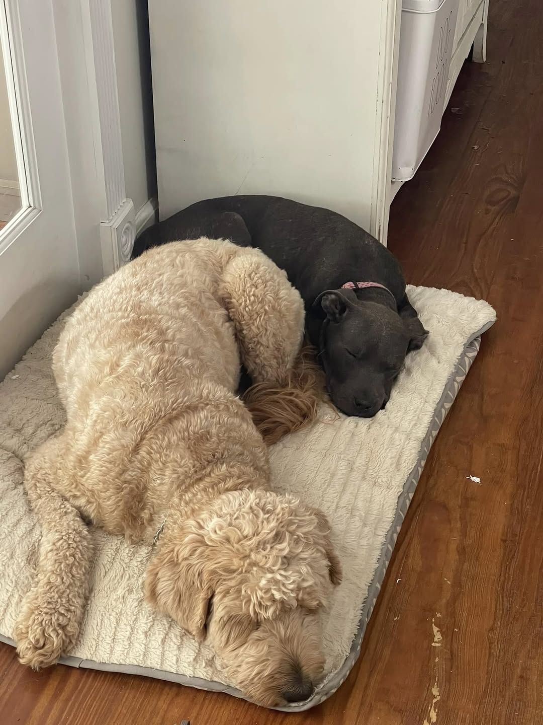 two dogs sleeping