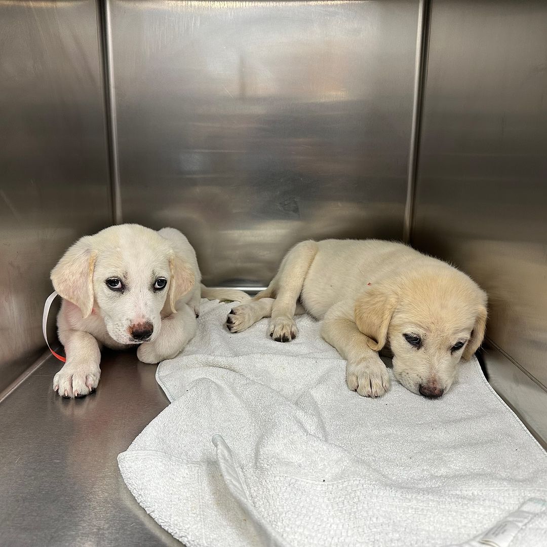 two rescued puppies