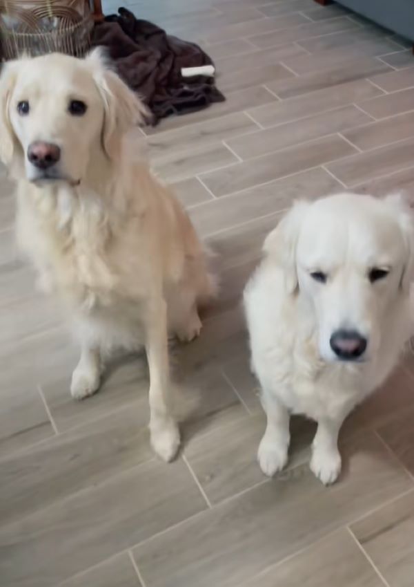 two white dogs