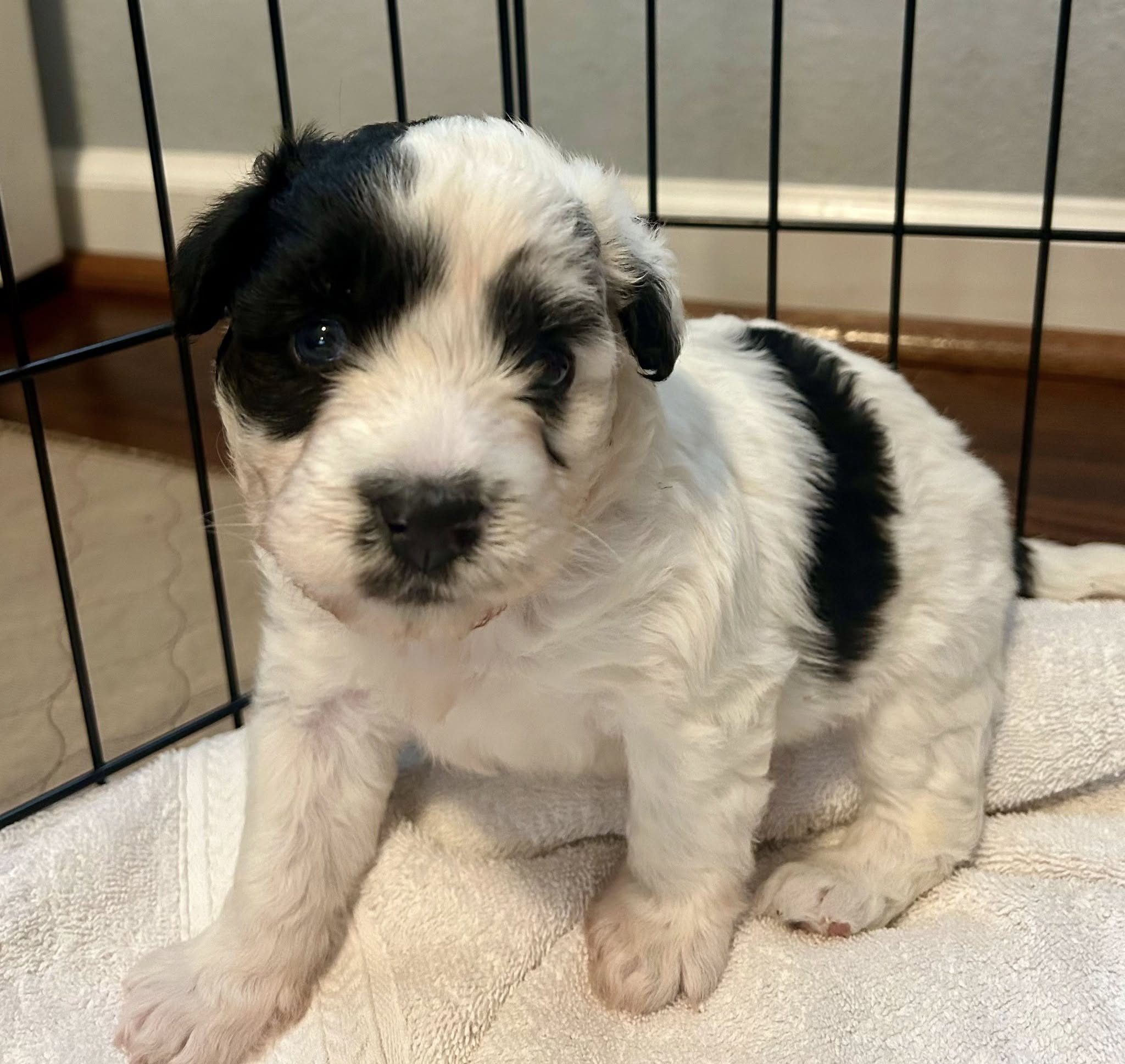 very cute black and white puppy