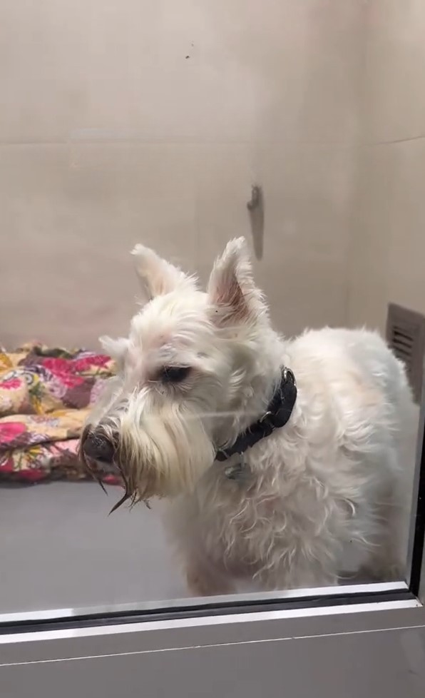 white dog at shelter