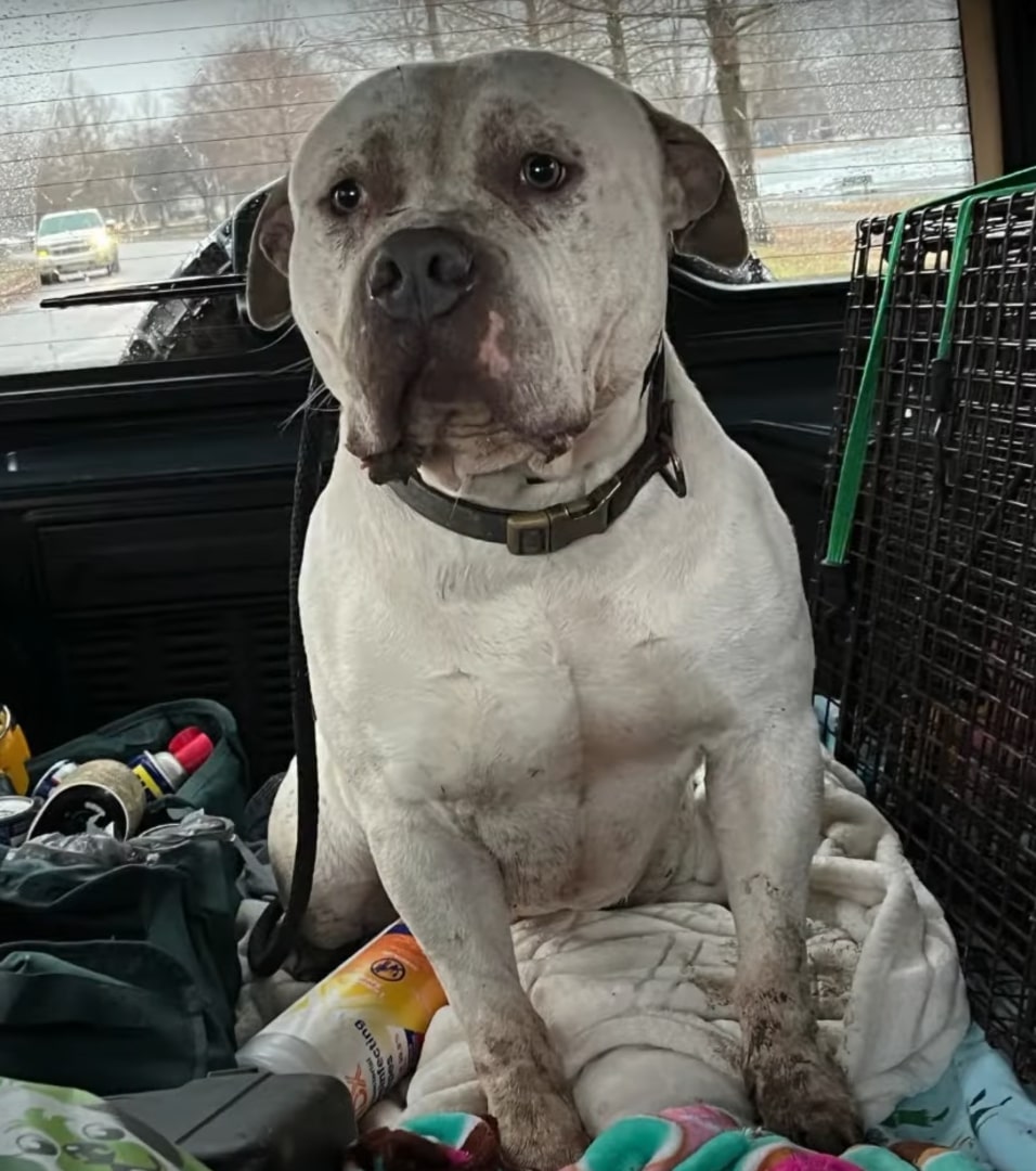 white dog sitting in car