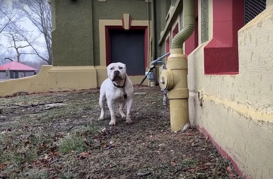 white dog tied up