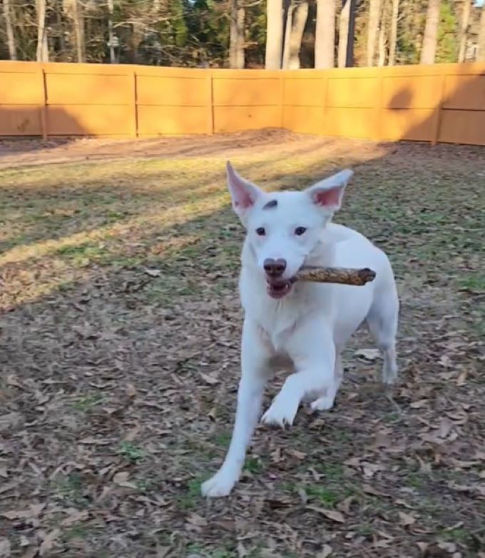 white dog with stick in mouth