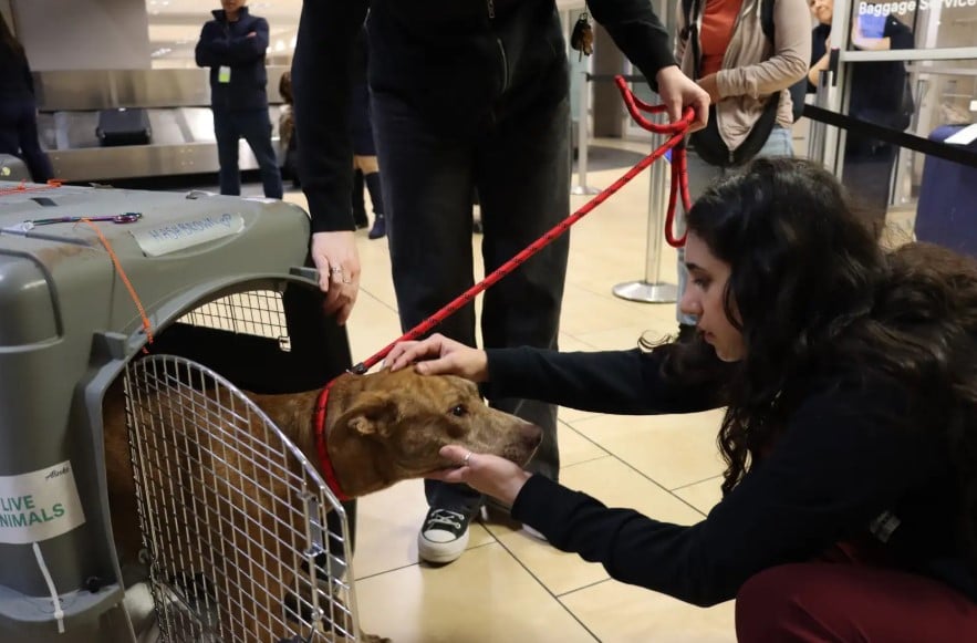 woman adopting a dog