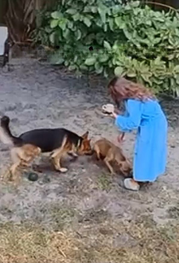 woman feeding a dogs