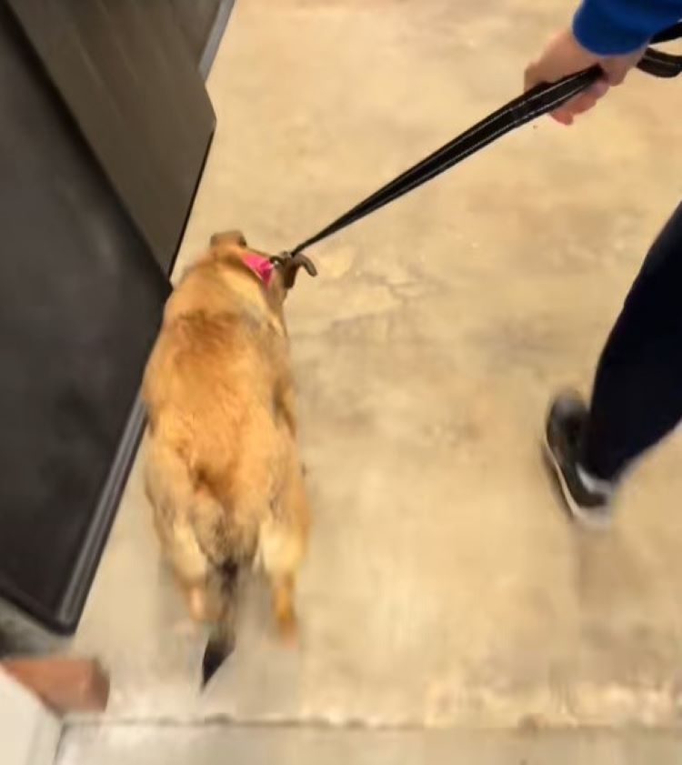 woman walking a brown dog