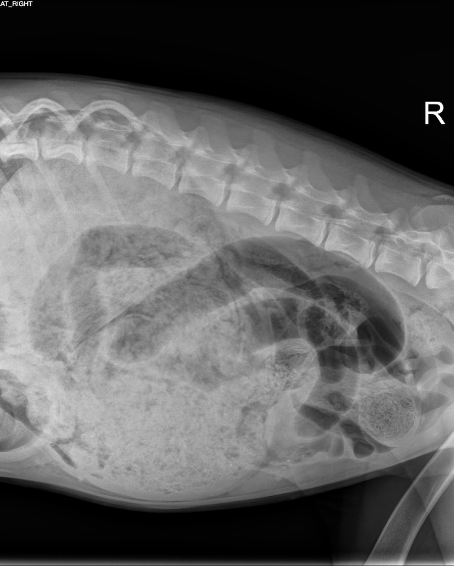 x-ray of dog